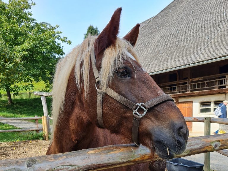 Schwarzwald Pferd
